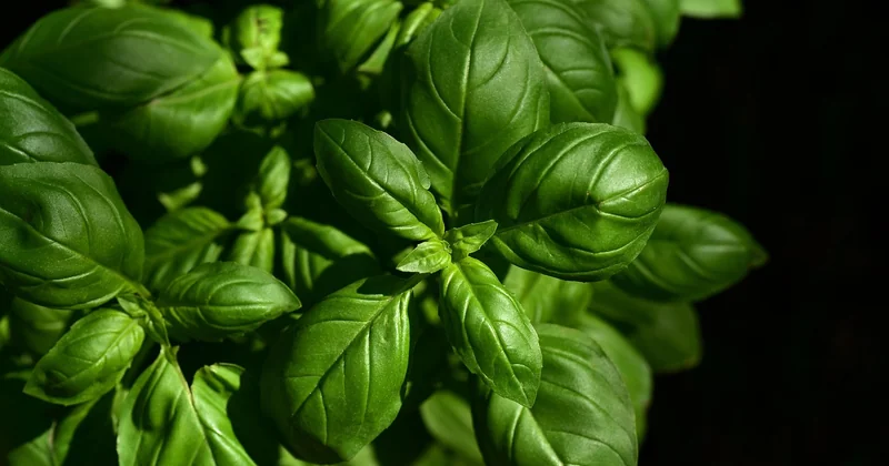 Le kitfo, ou la viande crue à l'éthiopienne